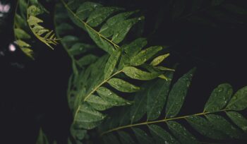 Curry leaves. By Mayank Gaur on Unsplash