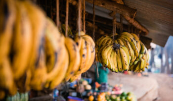 Soutien aux ONPV : Flétrissement fusarien TR4 de la banane en Afrique de l'Ouest