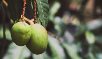 Mangoes on tree