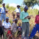 Zimbabwe : de petits producteurs d’ananas obtiennent la certification biologique