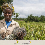 Supporting the agroecological transition of Benin’s pineapple sector