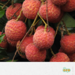 11_FFMPLUS (LYCHEE MADAGASCAR) EN