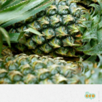 12_FFMPLUS (ANANAS BENIN) FR