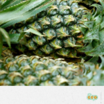 12_FFMPLUS (PINEAPPLE BENIN) EN