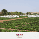 7_STDF SENEGAL