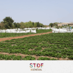 11_Senegal