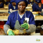 9_Biodiversity & sustainable agriculture – COMAKO EN