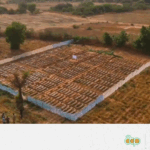 13_Tomato Trials in Northern Nigeria – FR