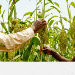 Stimuler la recherche et l’innovation agroalimentaires pour un impact à grande échelle – Rapportage DESIRALIFT 5_DESIRA FR