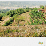 Supporting partner countries in achieving compliance with EU organic standards: the case of Zimbabwe 10_Zimbabwe EN