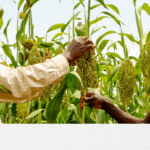 Boosting agrifood research and innovation cooperation for impact at scale - Conference report 5_ DESIRA EN