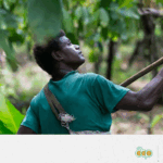 Renforcer l’accès aux marchés biologiques dans le Pacifique : l’exemple de Kokonut Pacific Solomon Islands 23_FFMPLUS (Pacific) FR