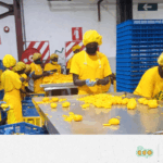 27_déchets Malawi Mangoes EN 