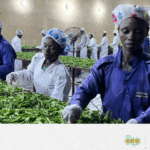 28_Rayfield Farms FR