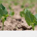 6_ EU CONTROLS IMPORTATION FR