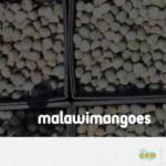 4_ Malawi mangoes 25_EN