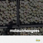 4_Malawi mangoes 25 FR
