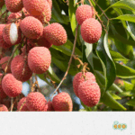 Towards Rainforest Alliance certification for lychee exporters in Madagascar 18_Madagascar FFM+_EN