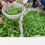 Benin: a shared diagnosis to unlock horticultural access to EU markets 9_Bénin PRCC